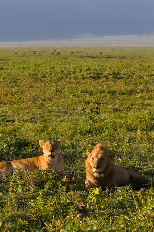 Lioness And Lion In Grass